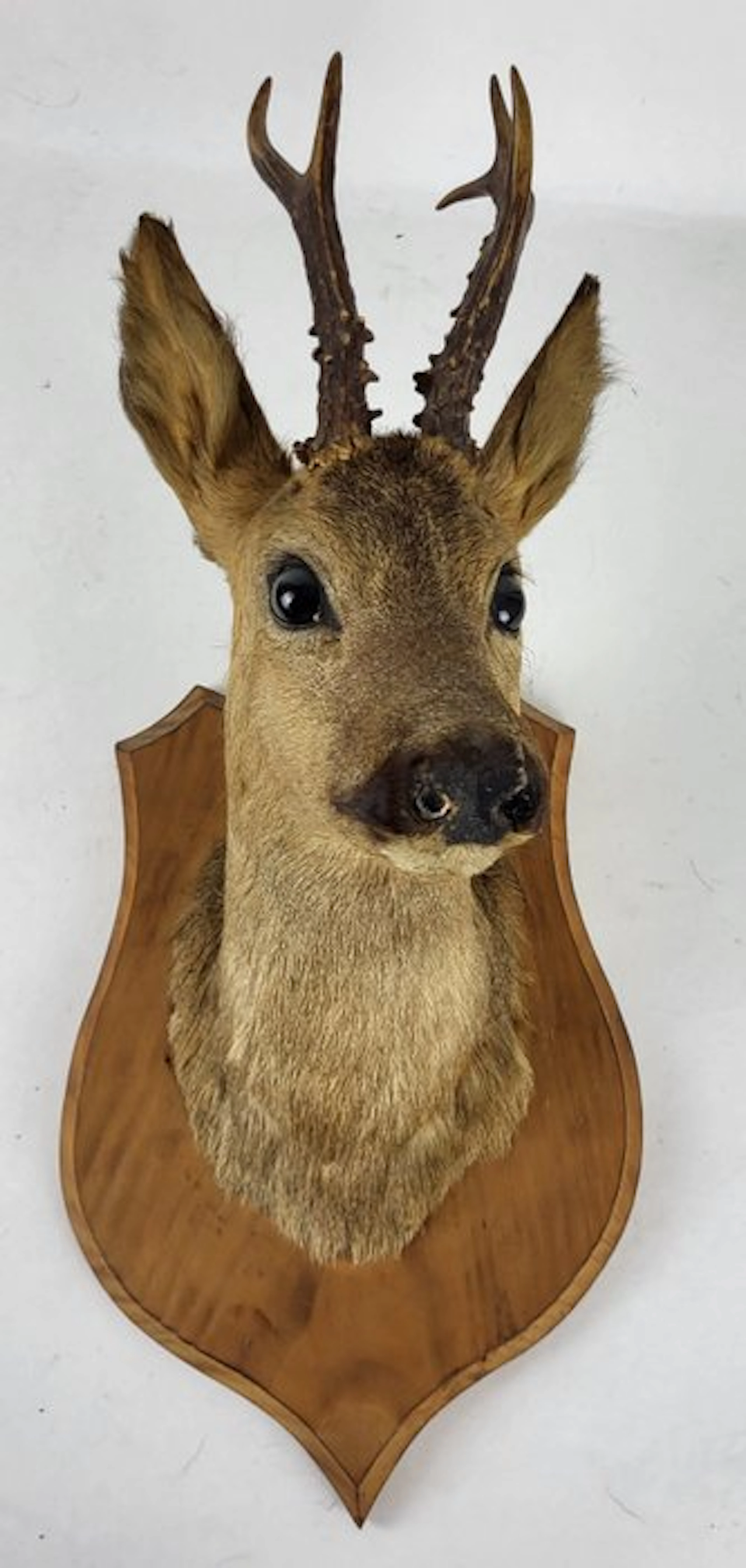 Roedeer Taxidermy full body mount - Capreolus capreolus...
