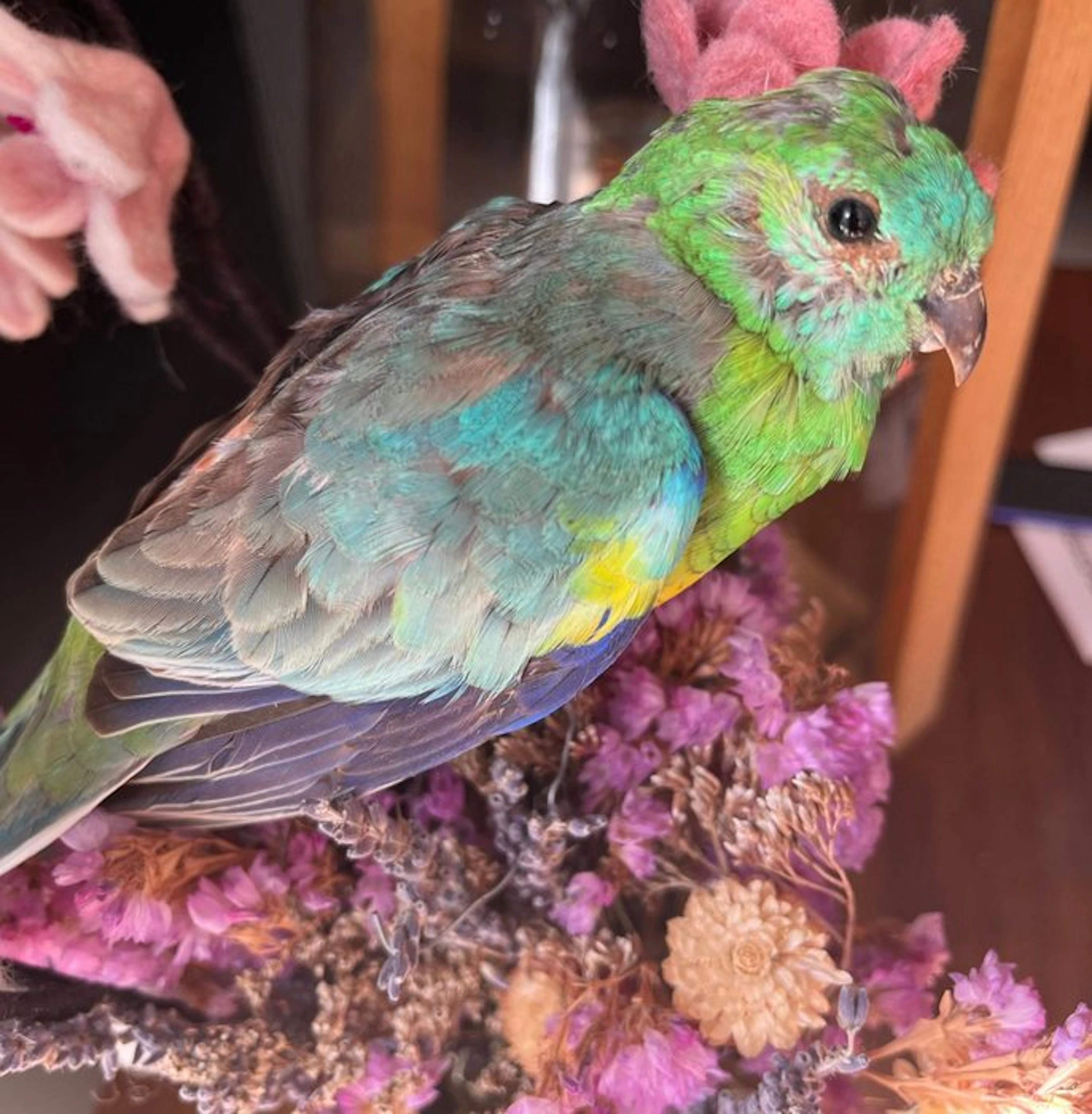 Parakeet Taxidermy full body mount - parrot red rump - 25 cm - 7 cm - 6 cm - 1