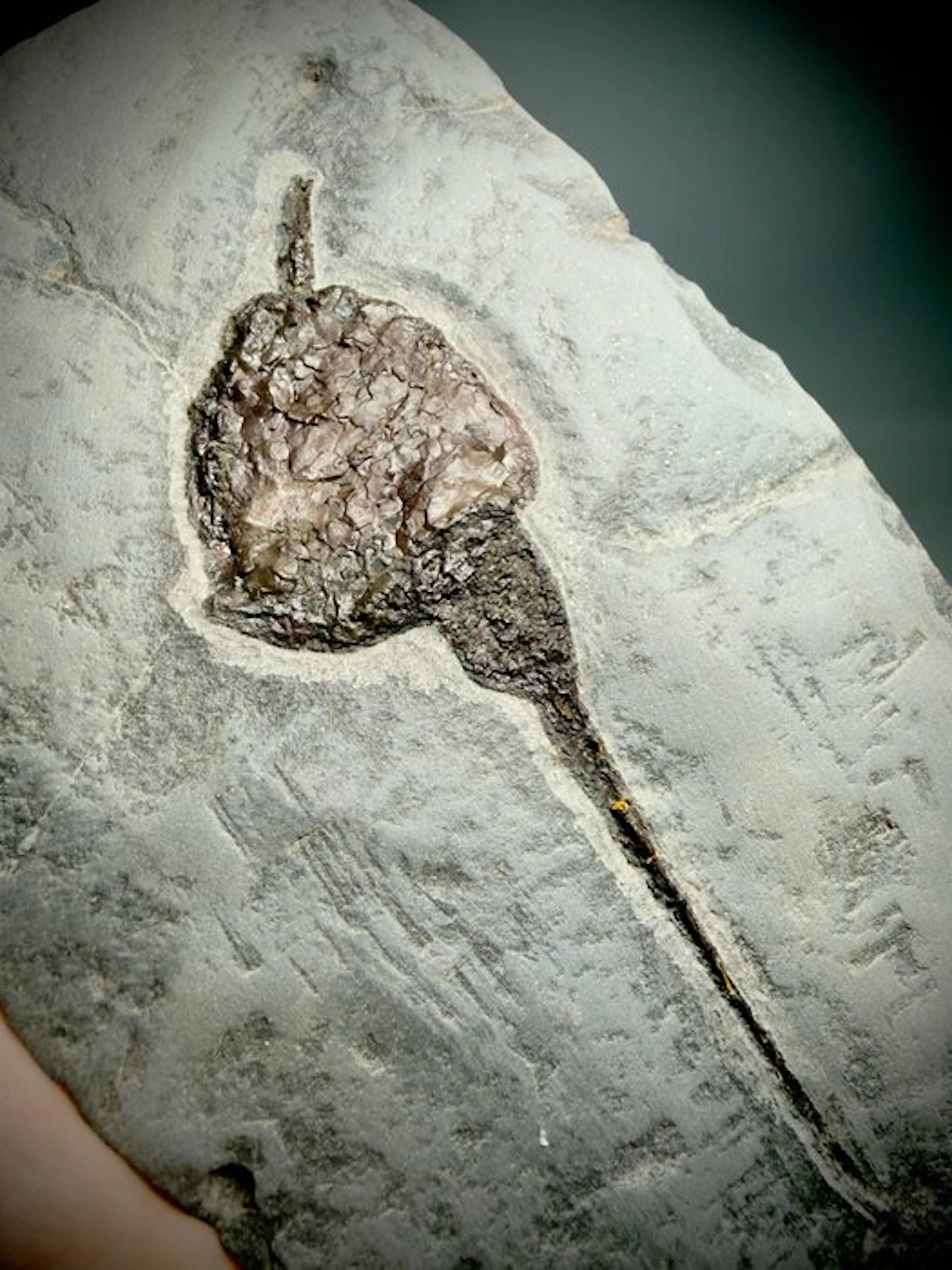 Rare Ordovician alien-looking fossil - Carpoid Echinoderm...
