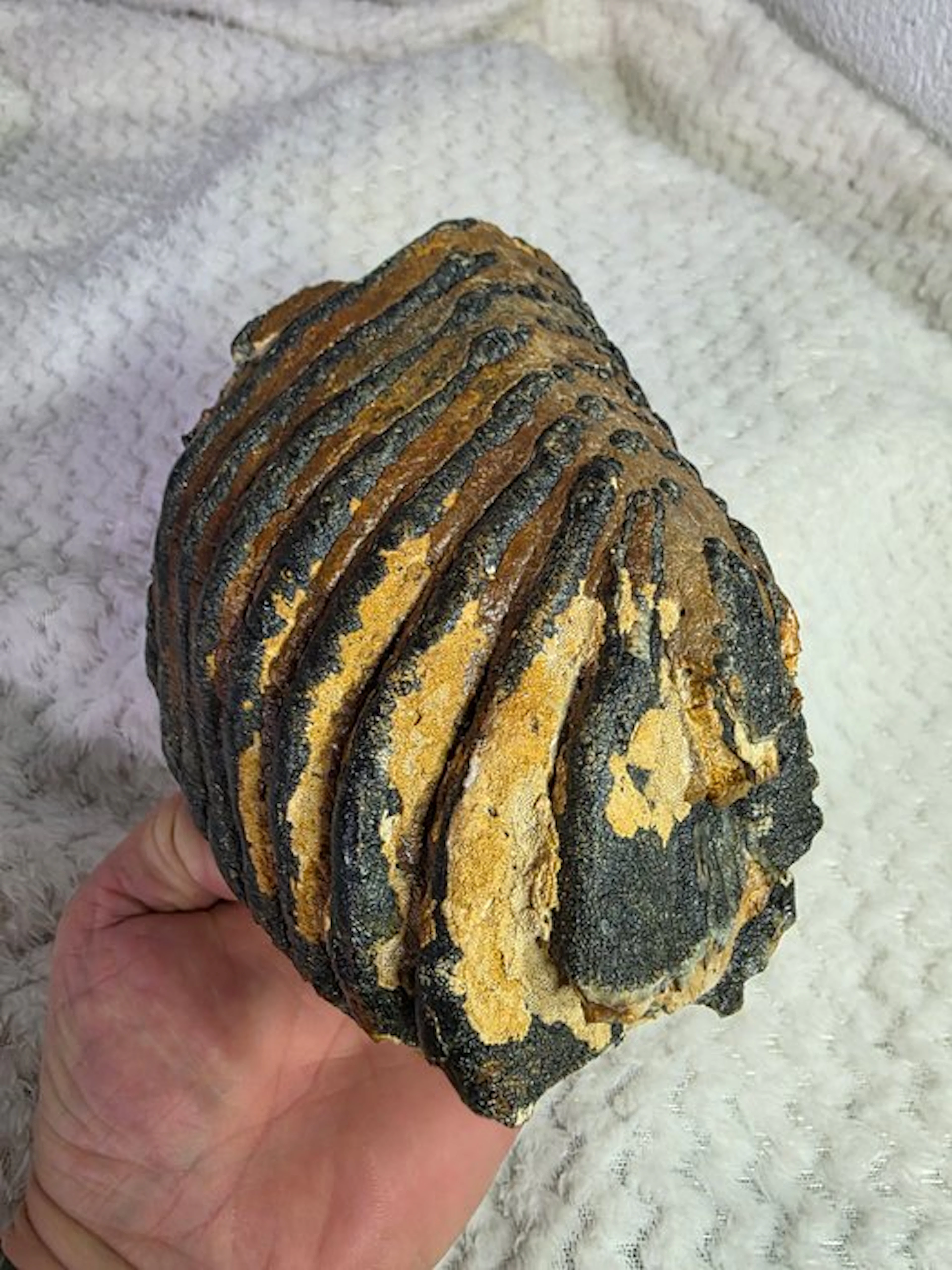 Mammoet chooses without a reserve price - Fossil molar...