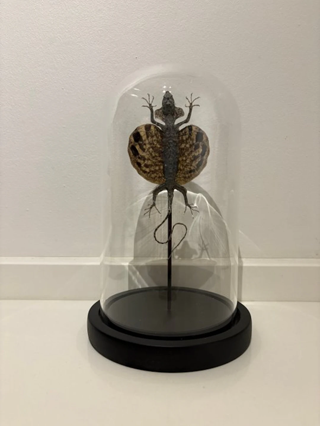 Flying dragon in a bell jar Taxidermy full body mount...