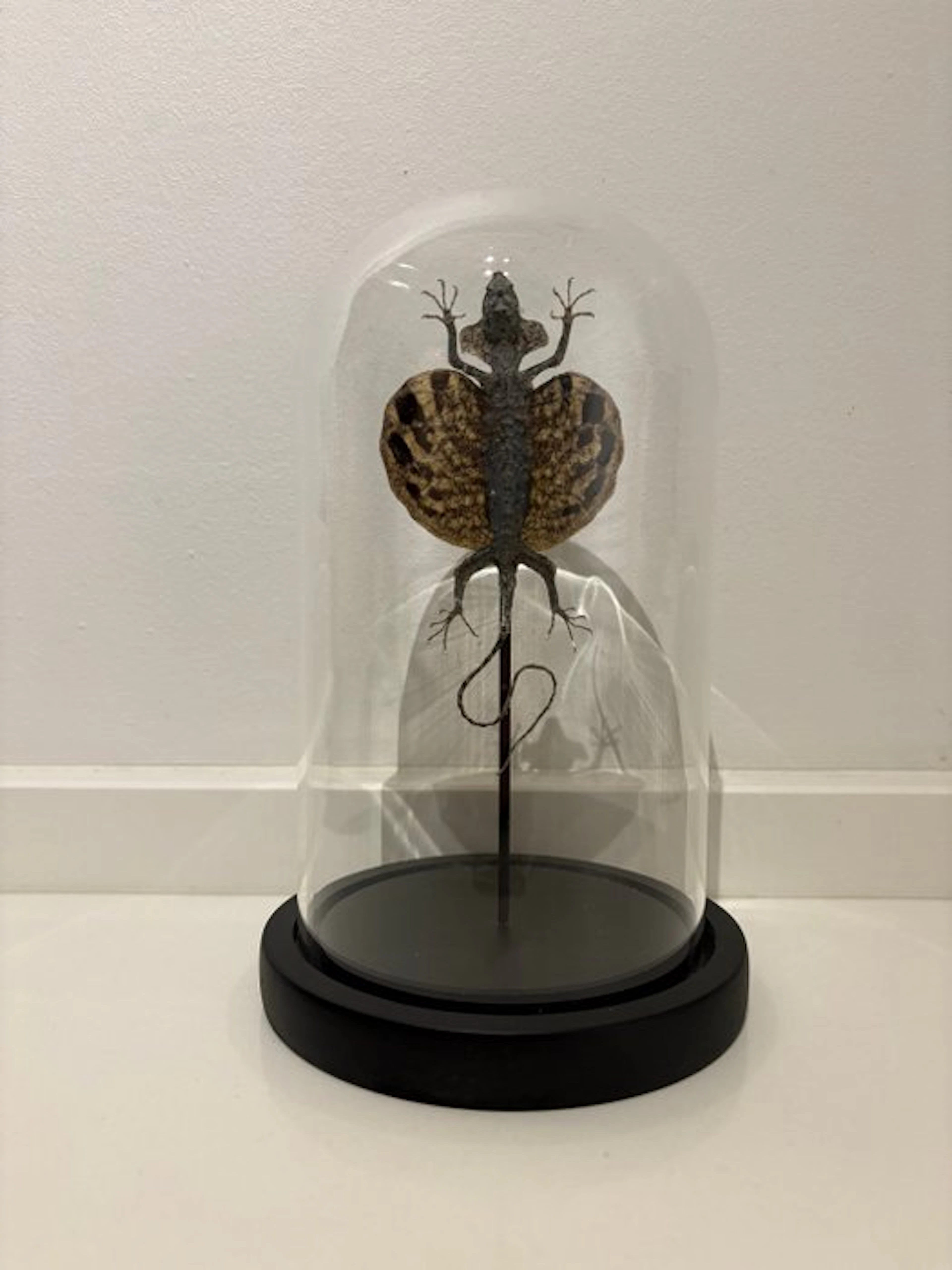 Flying dragon in a bell jar Taxidermy full body mount...
