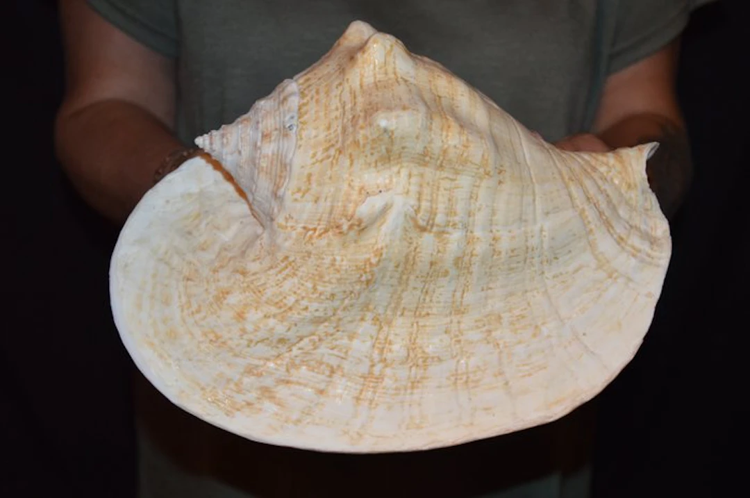 Sea Snail Sea shell - S-465 STROMBUS GOLIATH