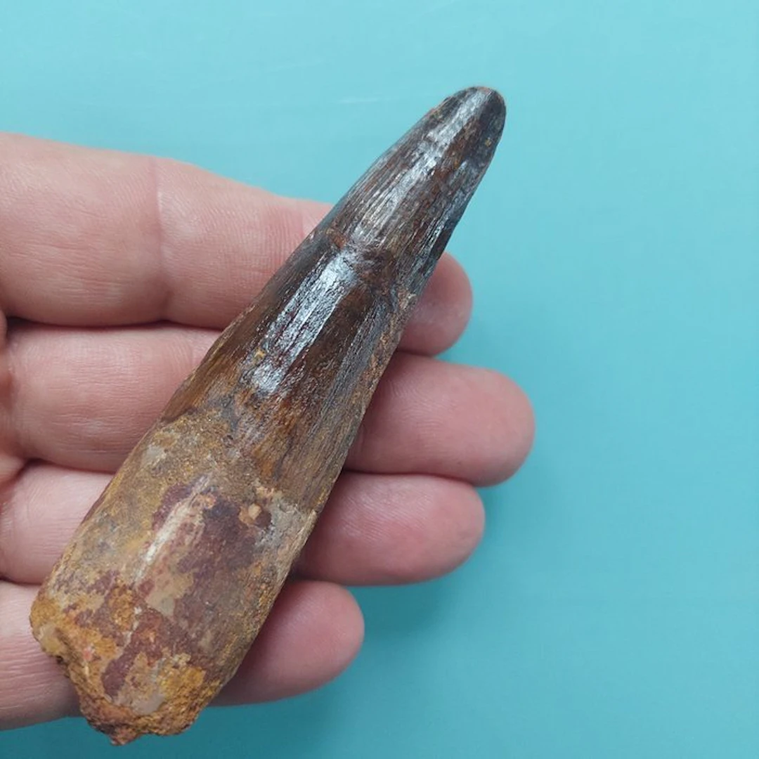 Spinosaur - Fossil tooth - 95 mm - 25 mm