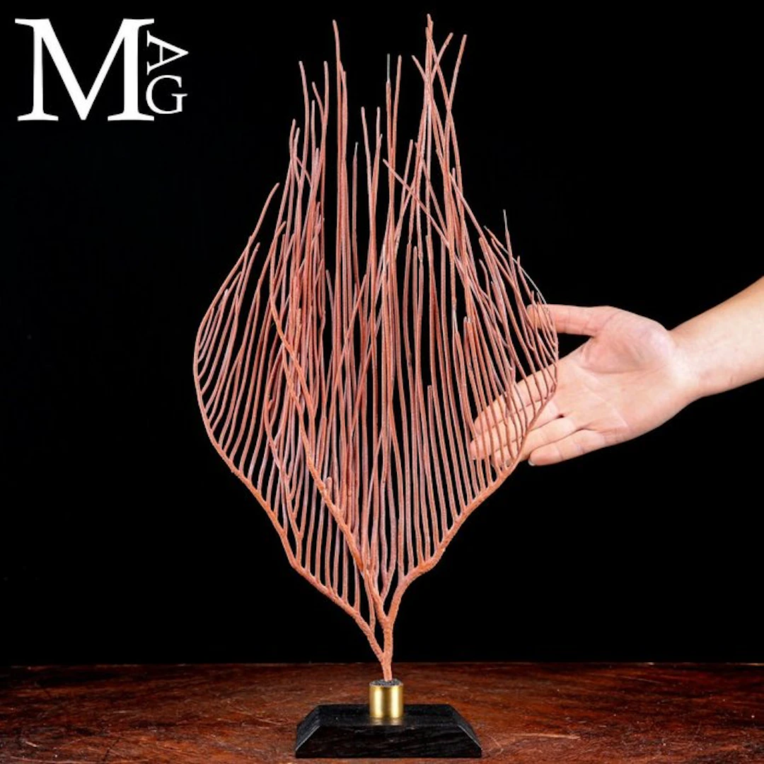 Ctenocella Pectinata Gorgonia Specimen - Deep Red Sea Fan...