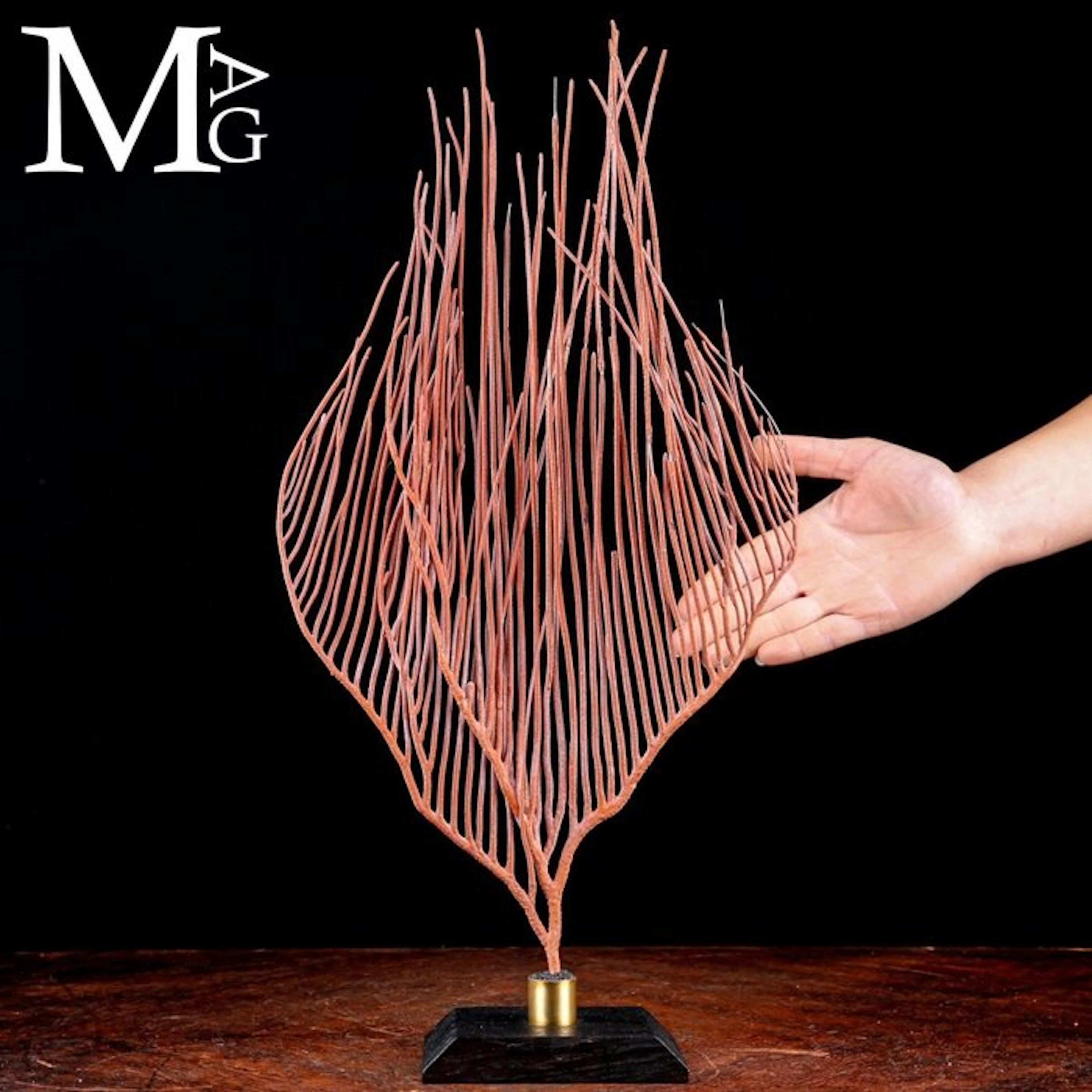 Ctenocella Pectinata Gorgonia Specimen - Deep Red Sea Fan...