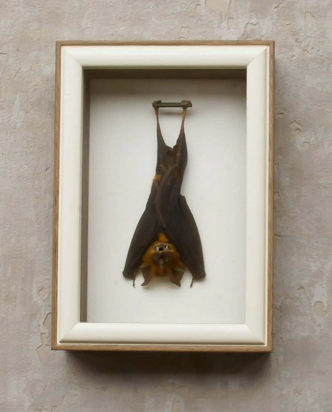Painted Vesper Bat - framed Taxidermy full body mount...