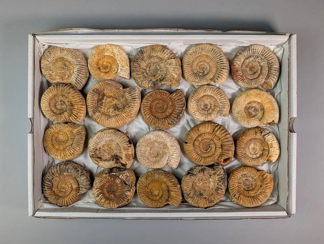 Collection of 20 Complete Perisphinctes Ammonite Fossils...