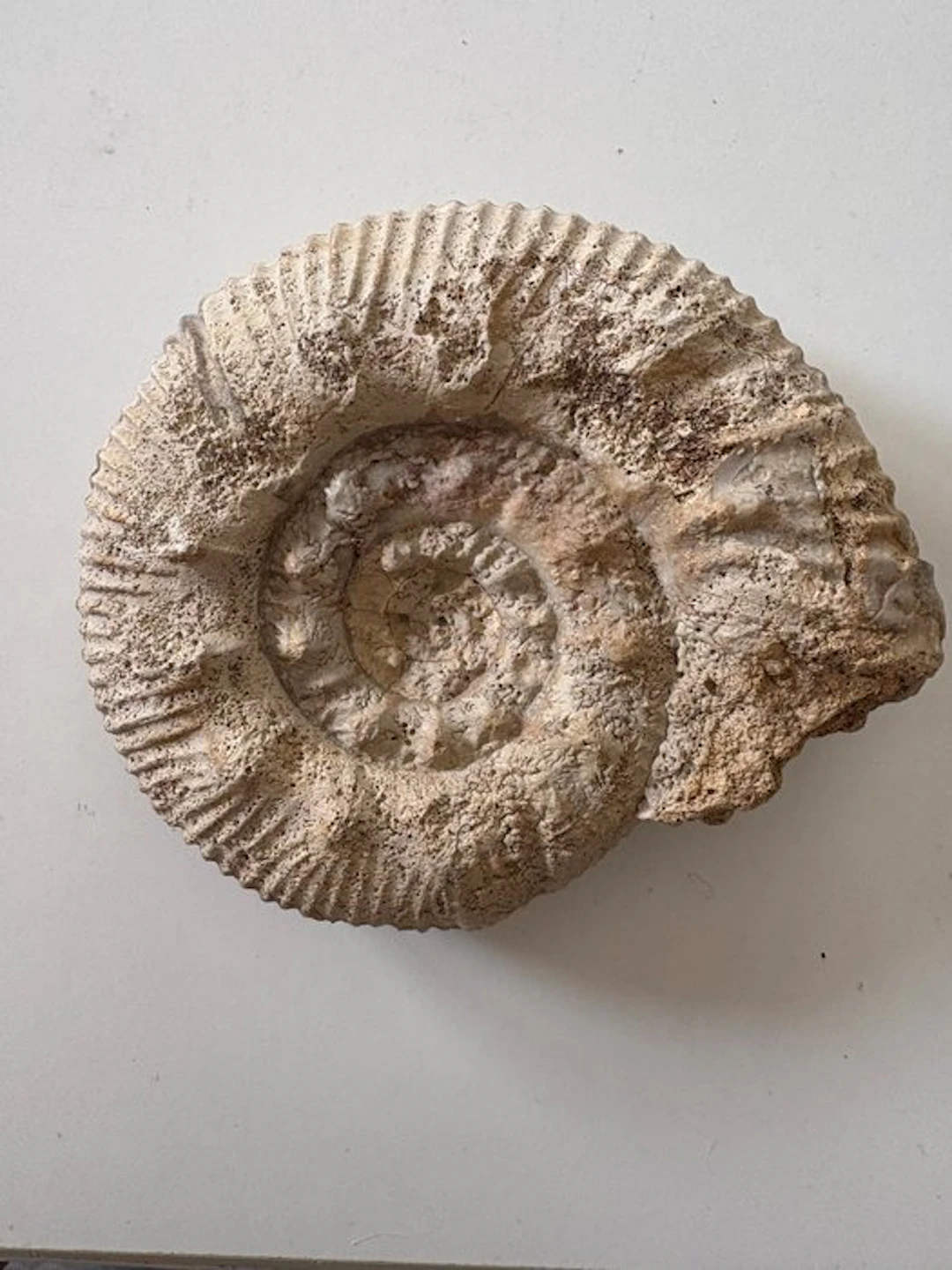 Ammonite - Fossilised shell - 12.5 cm - 15 cm (No reserve price)
