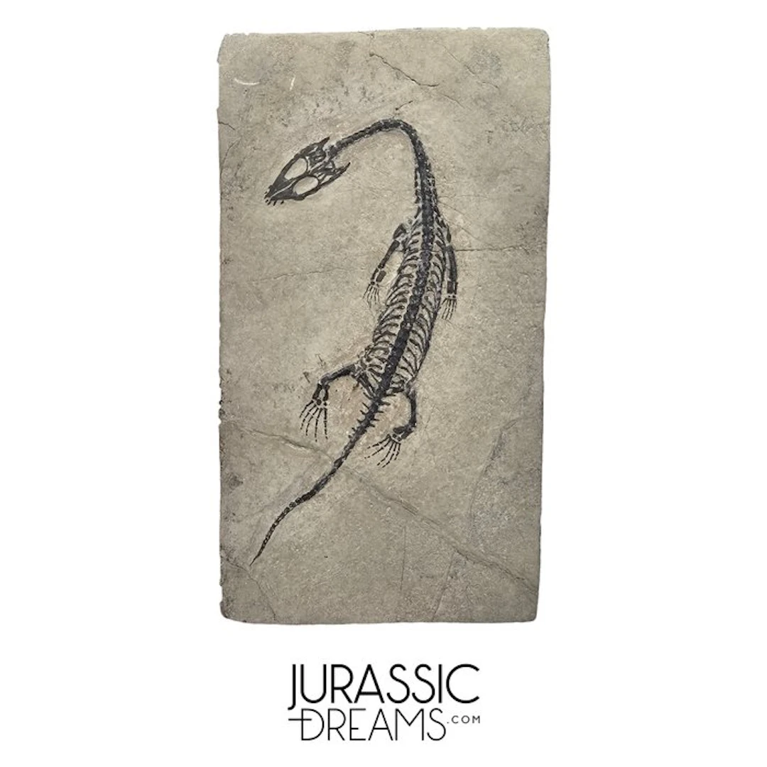 Nicely Preserved Juvenile Enhaced Keichousaurus hui Early...