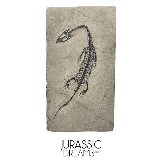 Nicely Preserved Juvenile Enhaced Keichousaurus hui Early...