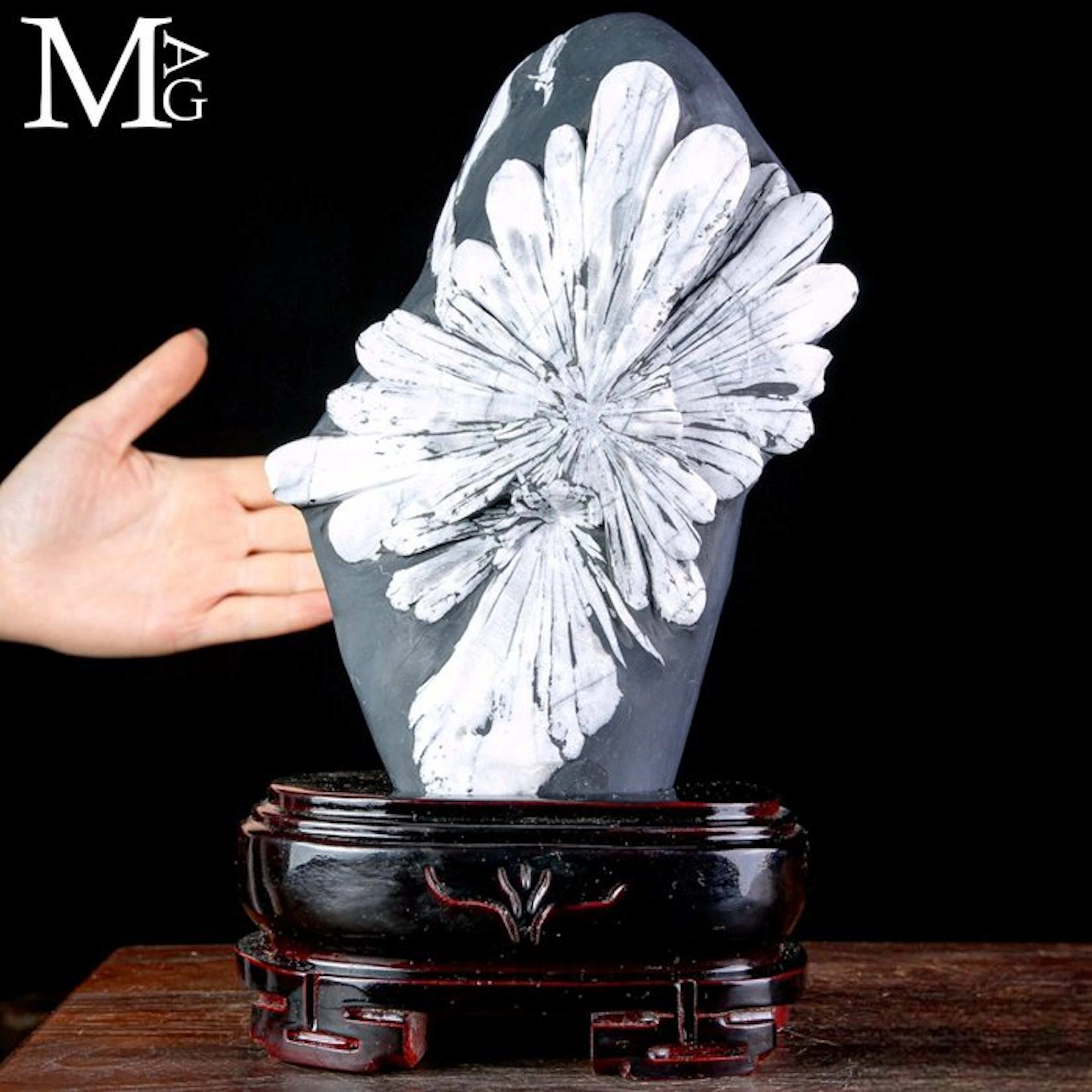 Large natural chrysanthemum stone with a remarkable...