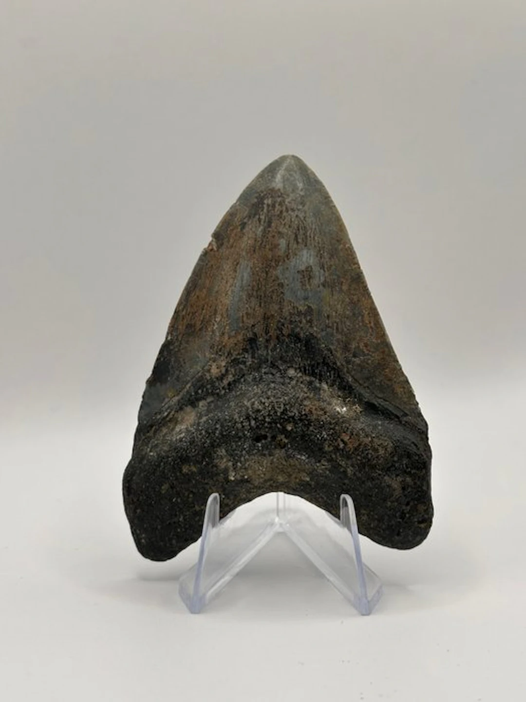 Megalodon - Fossil tooth - Otodus Megalodon - 8.49 cm
