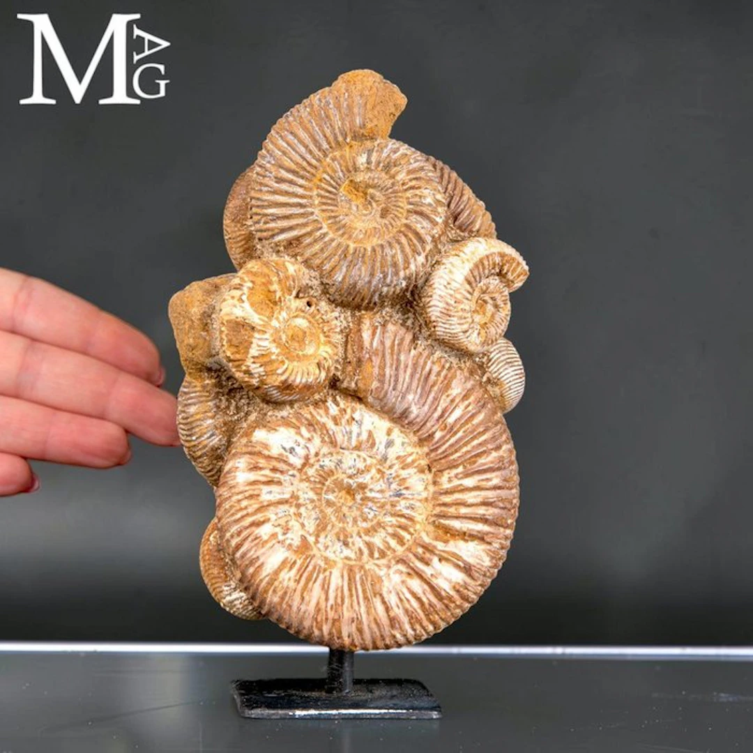 Rare Jurassic Perisphinctes Ammonite Cluster - Natural...