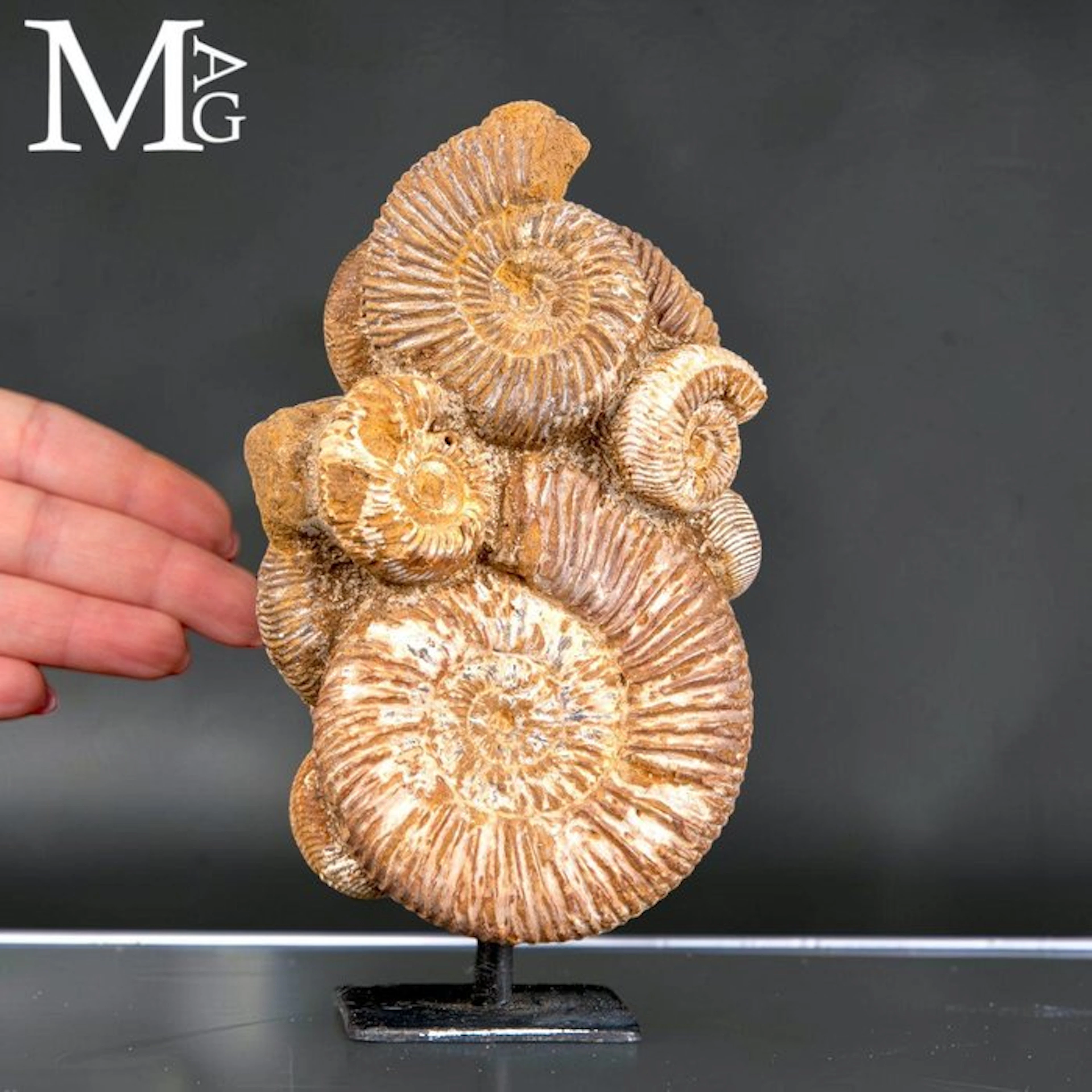 Rare Jurassic Perisphinctes Ammonite Cluster - Natural...
