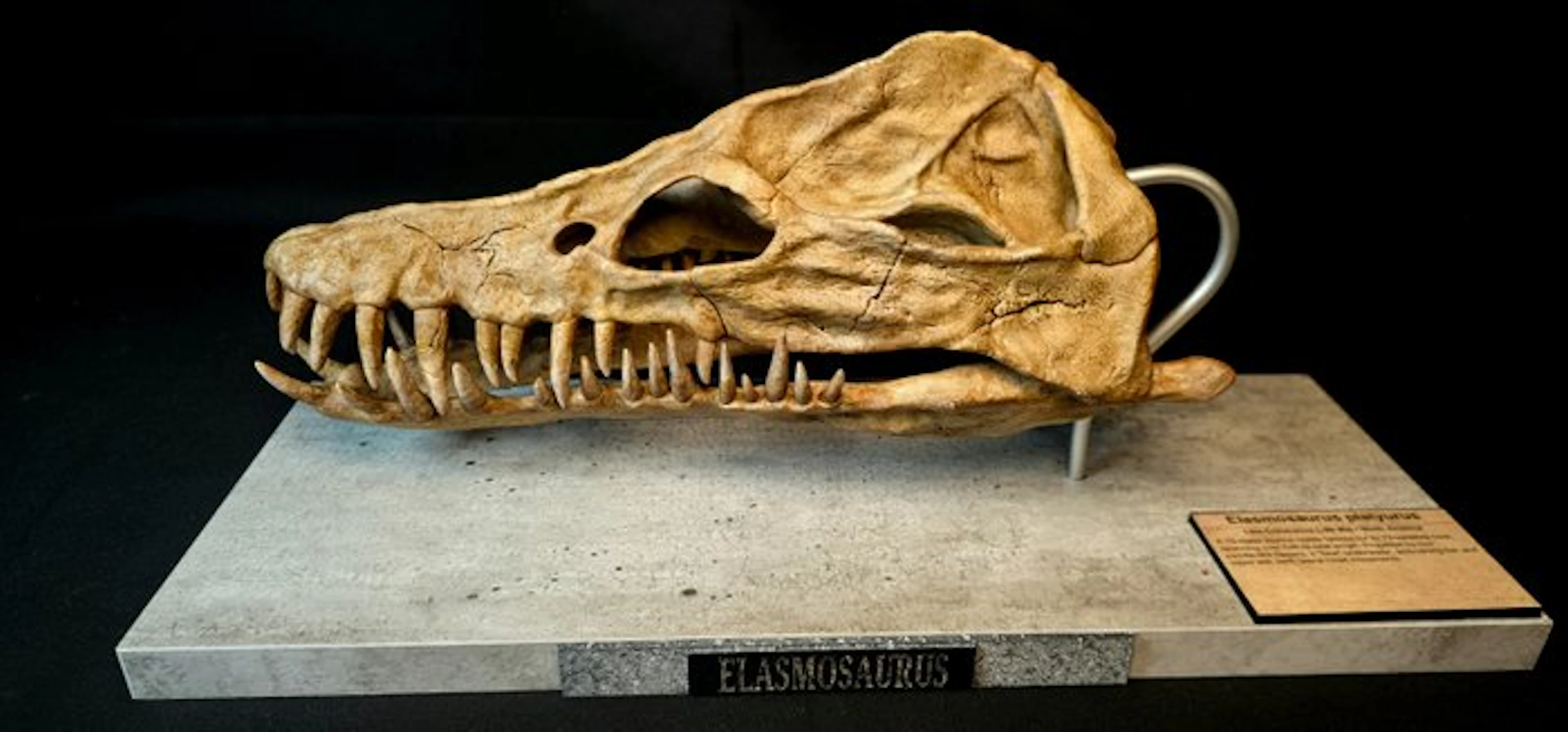 Elasmosaurus Skull Replica 40cm - Fossil skull