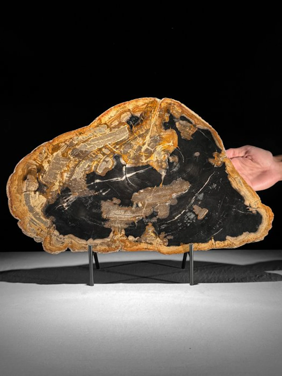 C - Beautiful Extra Large Slice of Petrified Wood on a...