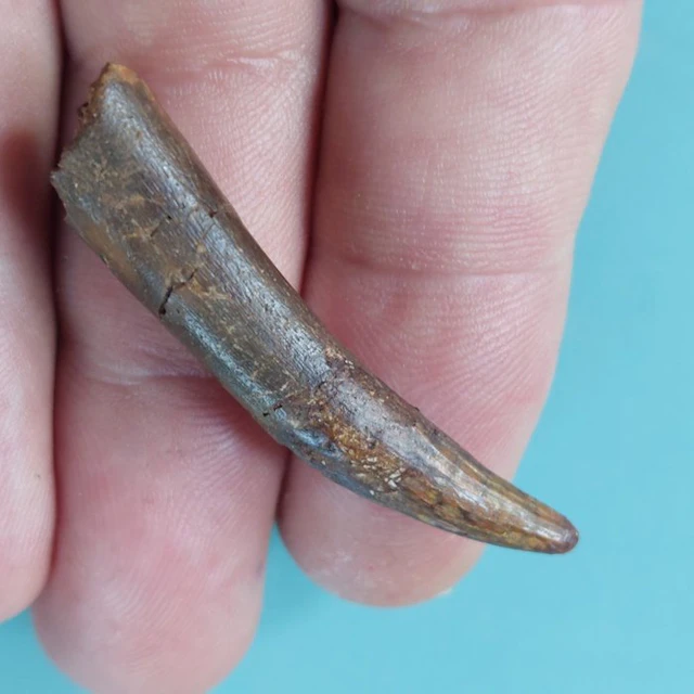 Pterosaur - Fossil tooth - 50 mm - 12 mm