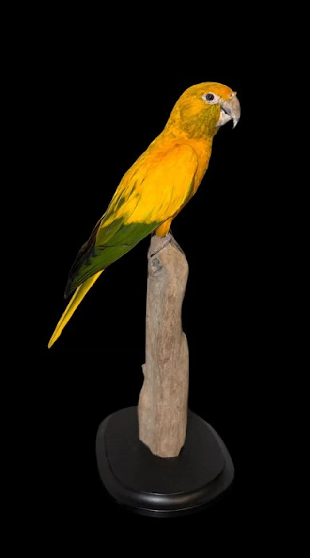 Macaw Taxidermy full body mount - Guarouba quarouba - 42...