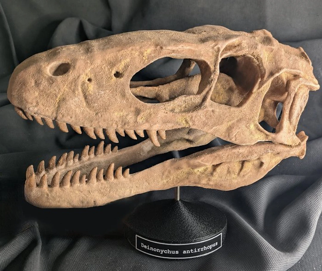 Fossil skull - Deinonychus antirrhopus - Museum-Grade Replica - 30 cm - 33 cm