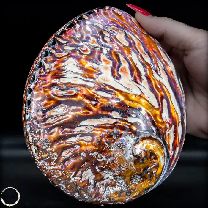 Rare Haliotis rufescens – Fascinating abalone shell in a... | Barnebys