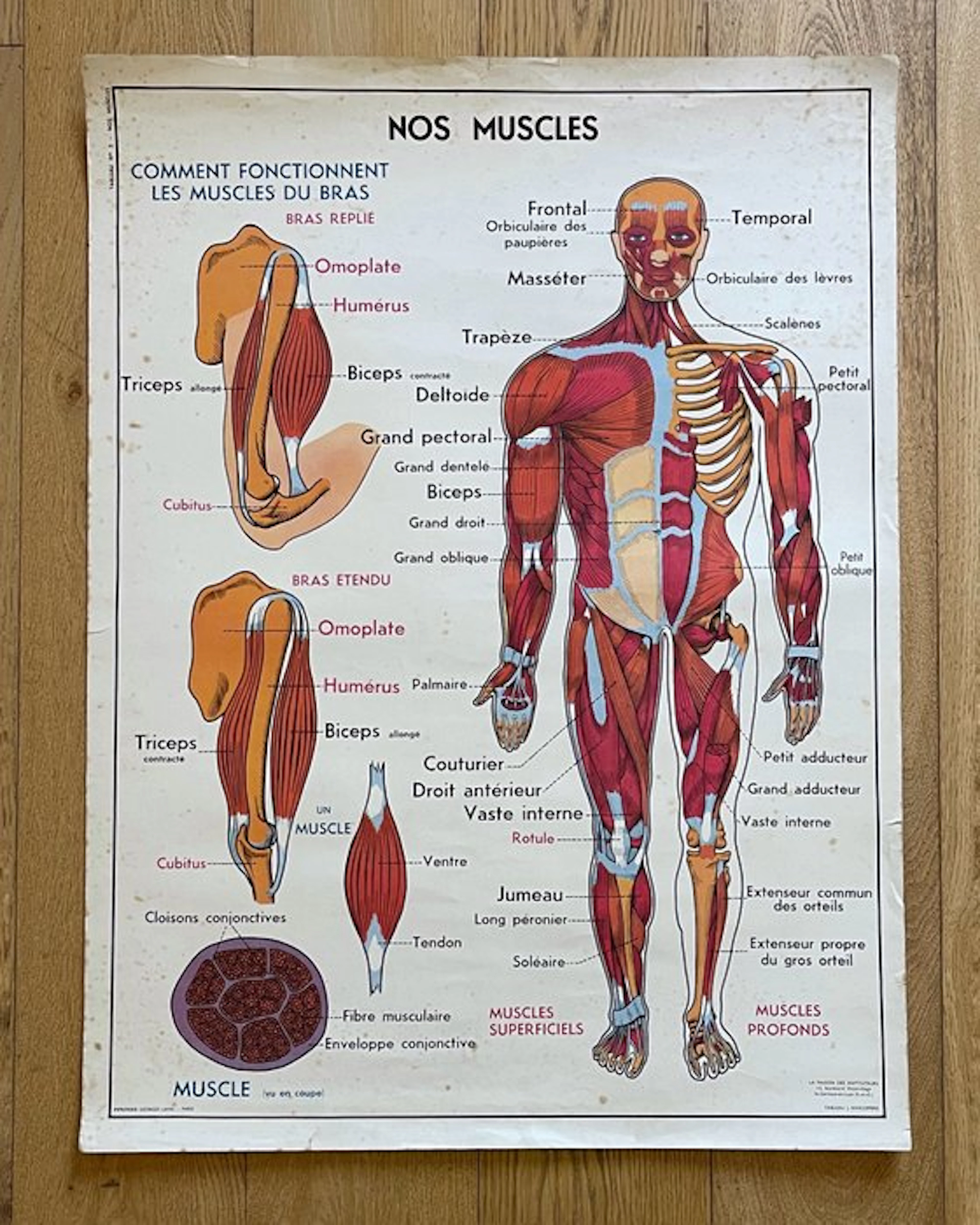 J. Anscombre - La Maison des Instituteurs - Nos Muscles /...
