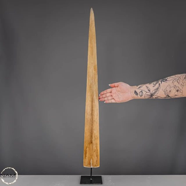 Exclusive marlin rostrum on stand – an impressive natural...