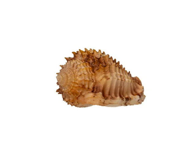 MONSTER SIZE ★ Morum watanabei – 40 mm – Absolute rarity...