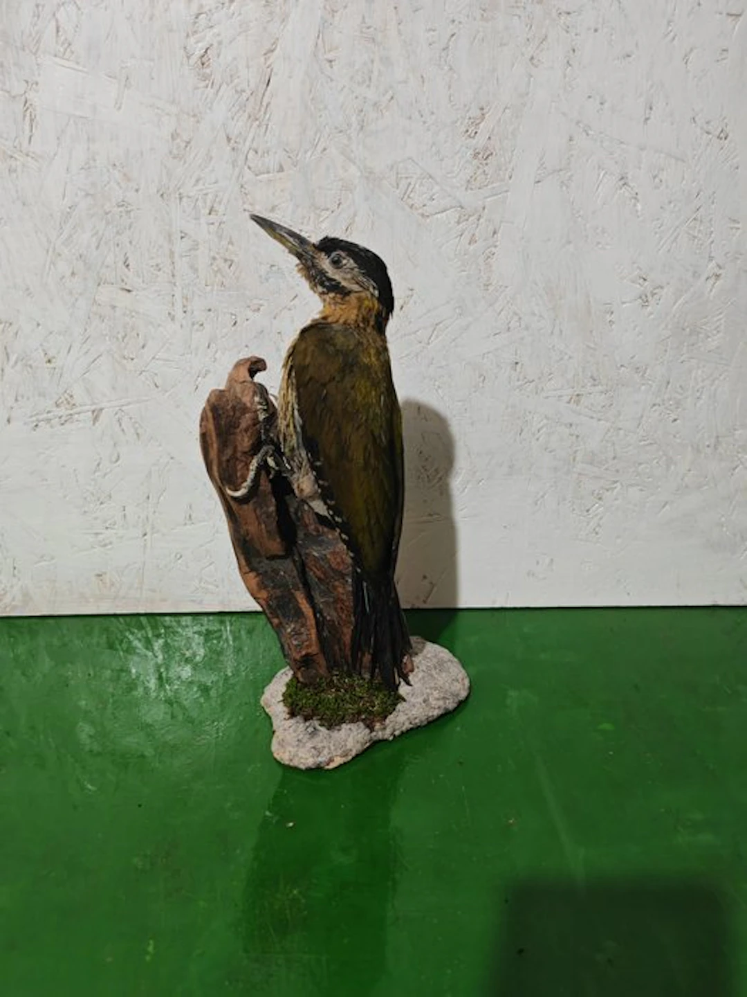 Laced woodpecker Taxidermy full body mount - Picus...