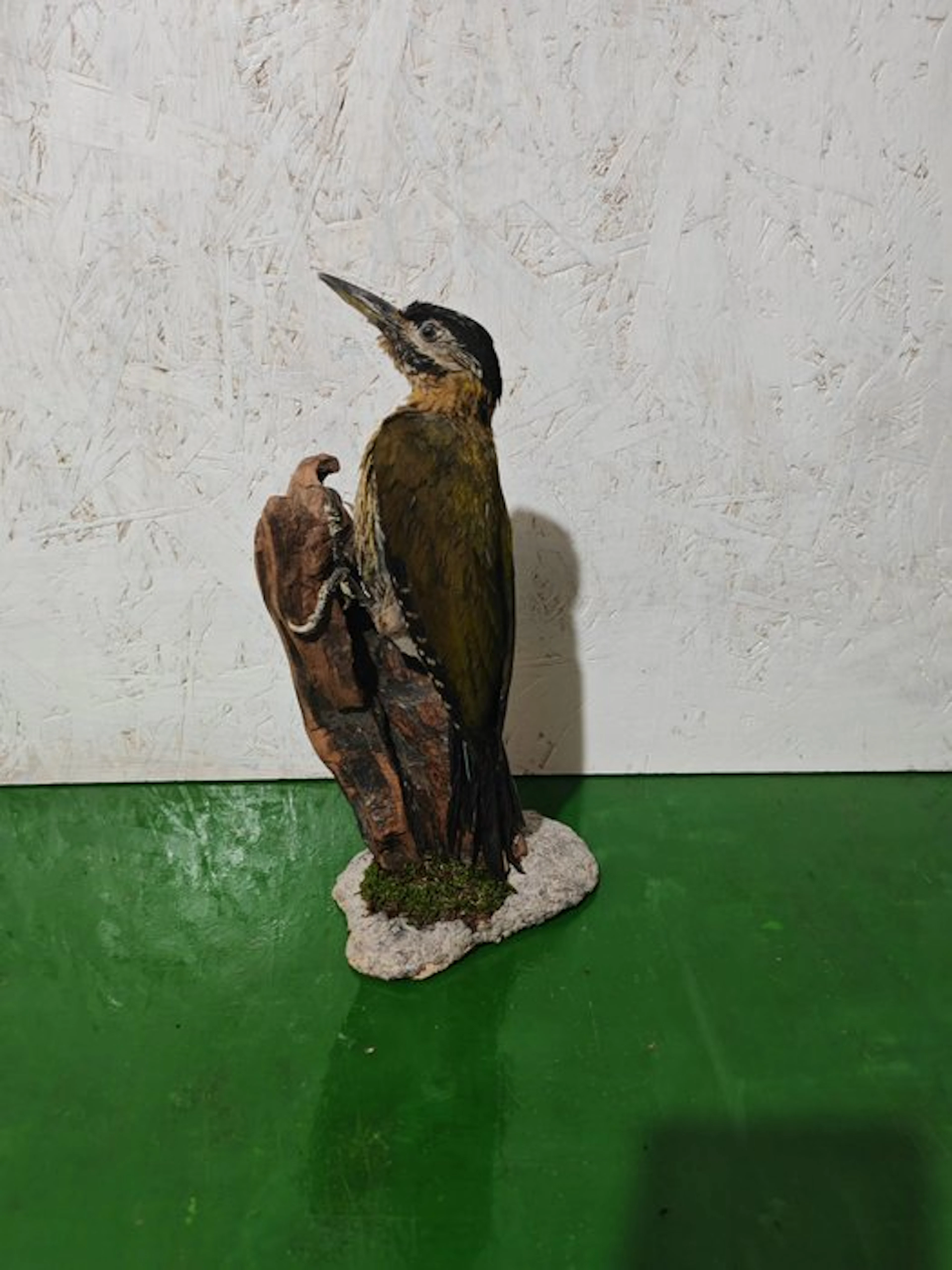 Laced woodpecker Taxidermy full body mount - Picus...