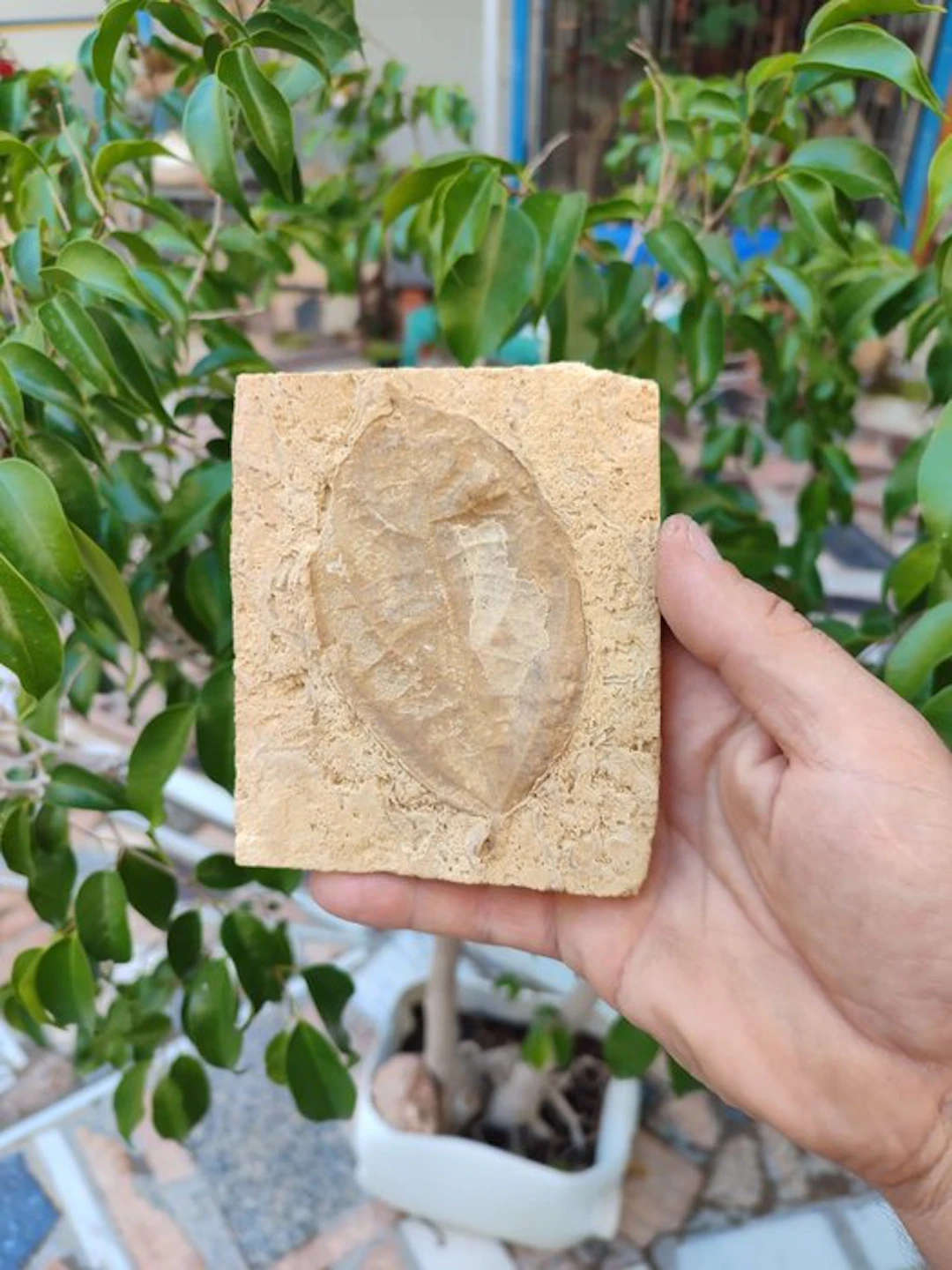 fossil leaf - Fossil plate matrix - 12 cm - 10 cm (No reserve price)