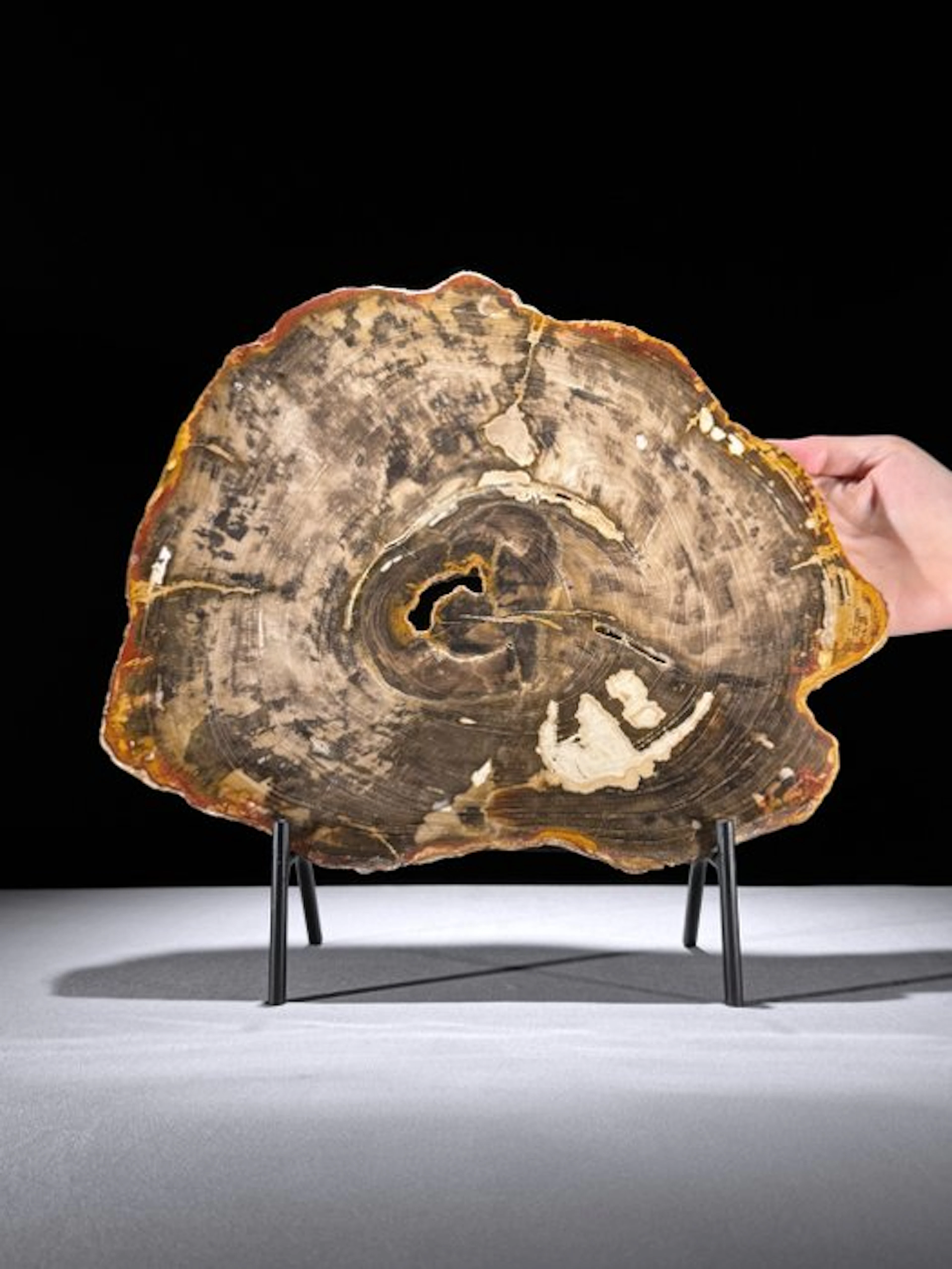 C-Stunning Large RED Slice of Petrified Wood on a custom...
