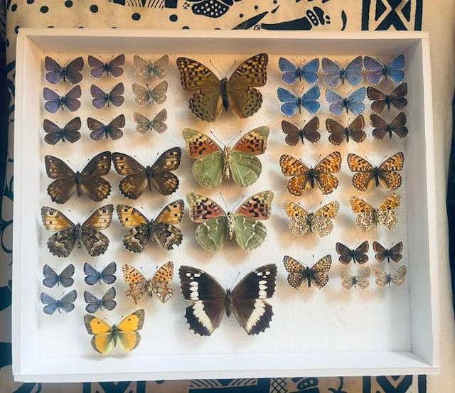 Butterfly Taxidermy full body mount - Lycanidae - 30 cm - 25 cm - 5 cm
