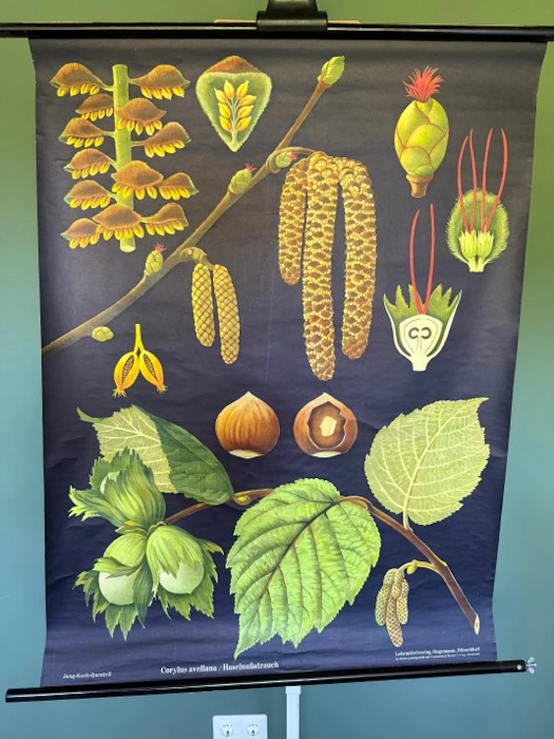 hazelnut - Jung Koch Quentell, hazelnoot 1965 - School map - Linen
