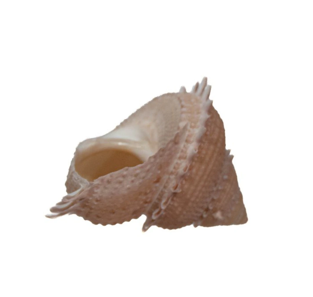 Spiny star snail: Astraea spec
