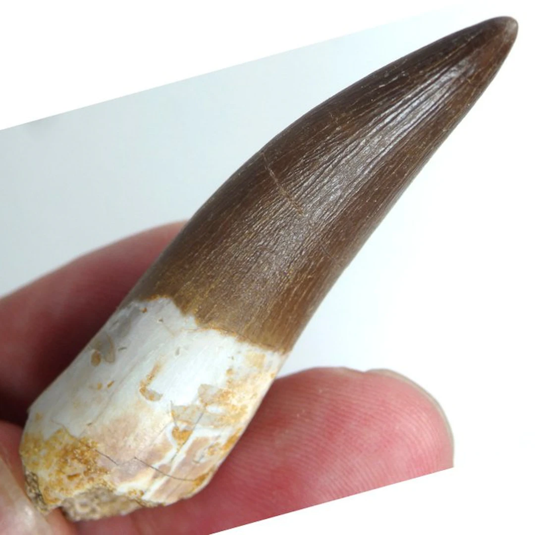 Plesiosaurus tooth - Cool looking - Fossil tooth...