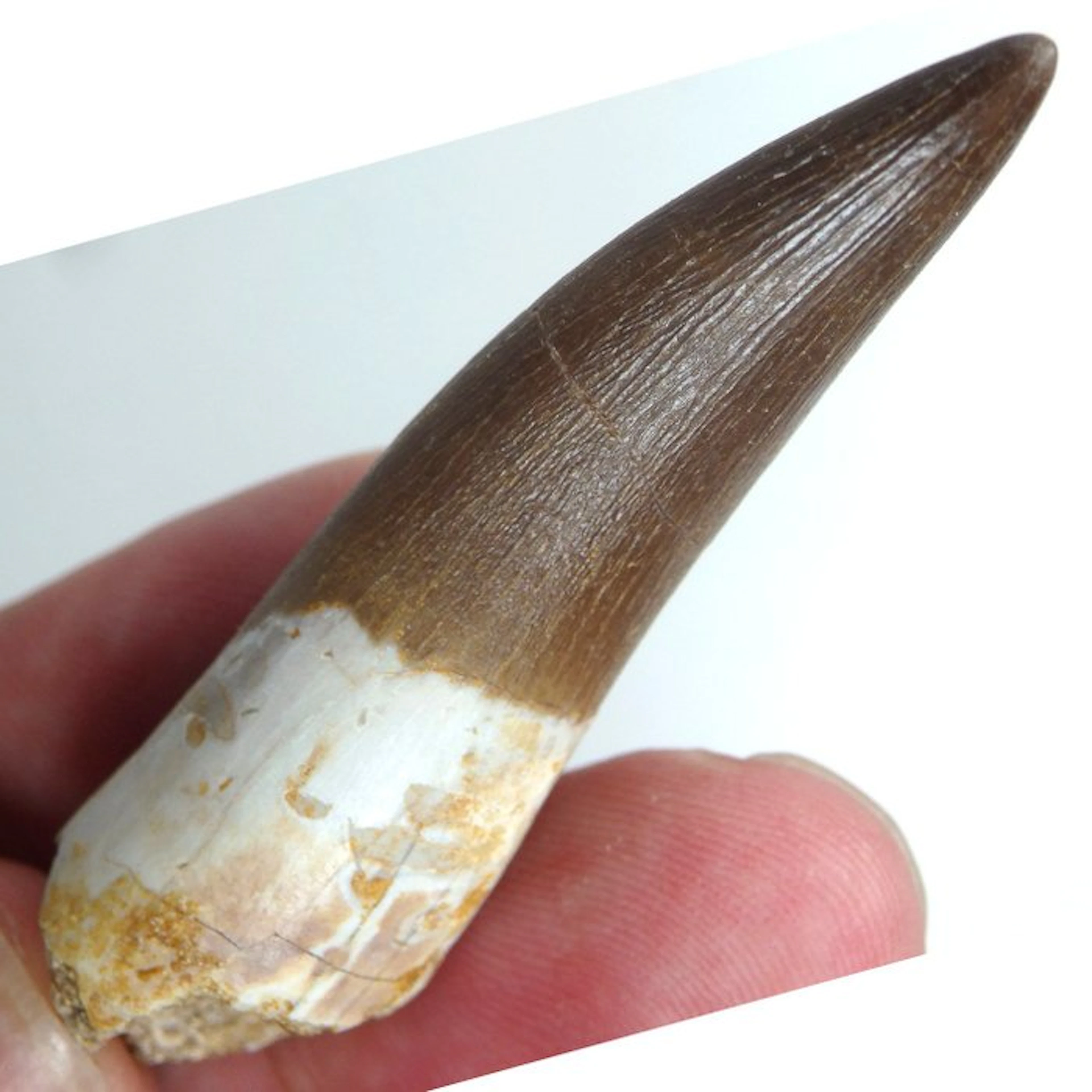 Plesiosaurus tooth - Cool looking - Fossil tooth...