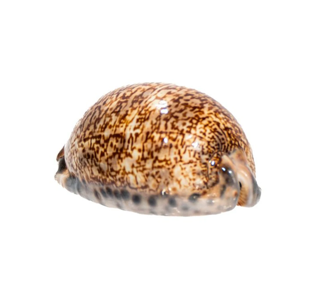 High-gloss Spotted Kauri: A massive natural wonder with a...