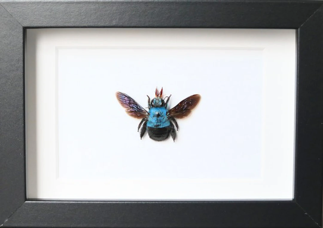 Bee Taxidermy full body mount - Xylocopa Caerulea - 10 cm...