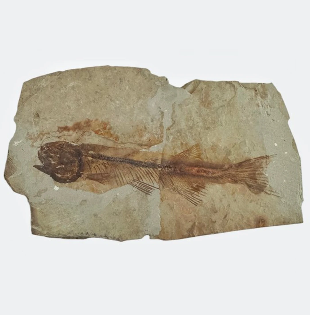Fish - Fossilised animal - Fossil Fish from China (Lycoptera sp.) – Cretaceous
