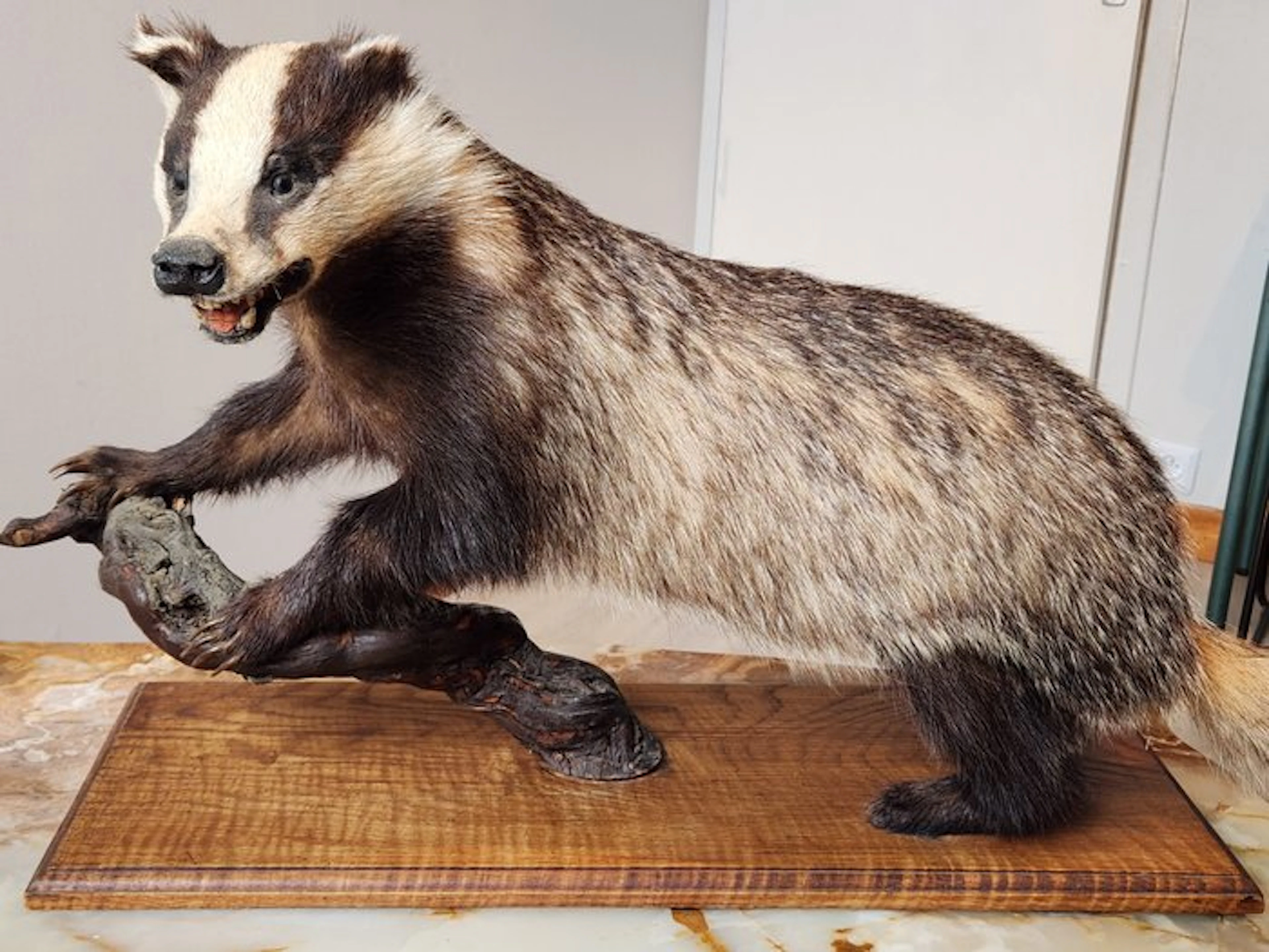Badger Taxidermy full body mount - Meles Meles - 52 cm - 24.5 cm - 65 cm - 1