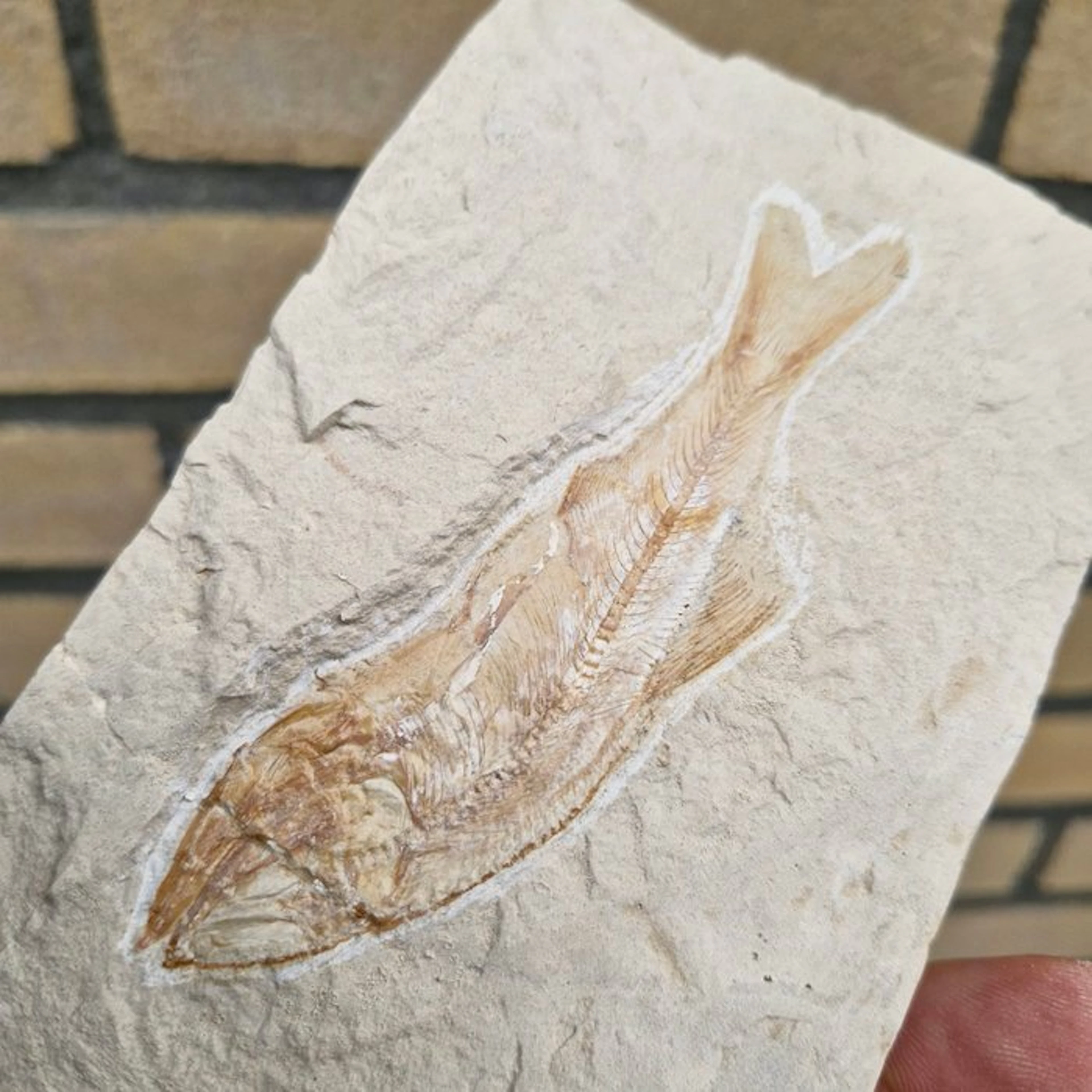 Fossil fish - Fossil skeleton - Sedenhorstia - 136 mm - 86 mm (No