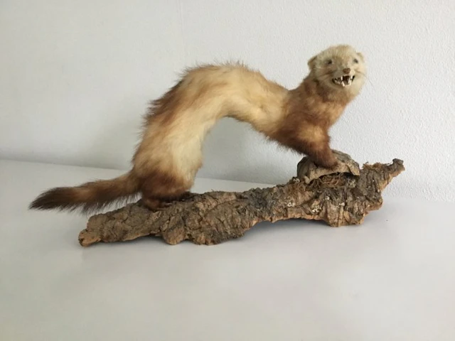 torment Taxidermy full body mount - Mustelidae - 20 cm...