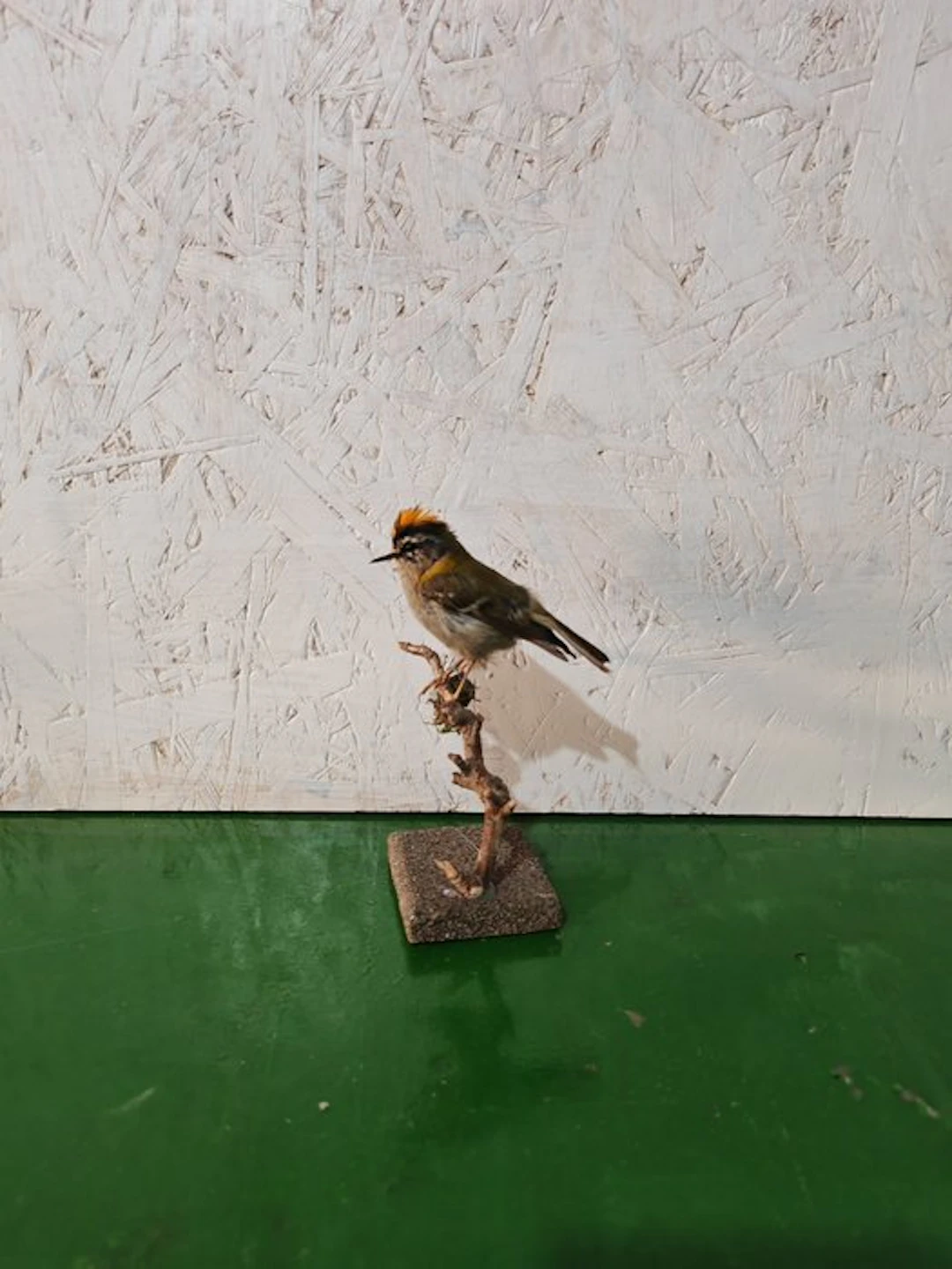 Fiorancino Taxidermy full body mount - Regulus...