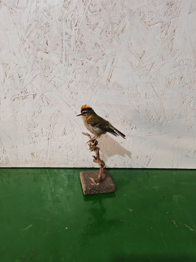 Fiorancino Taxidermy full body mount - Regulus...