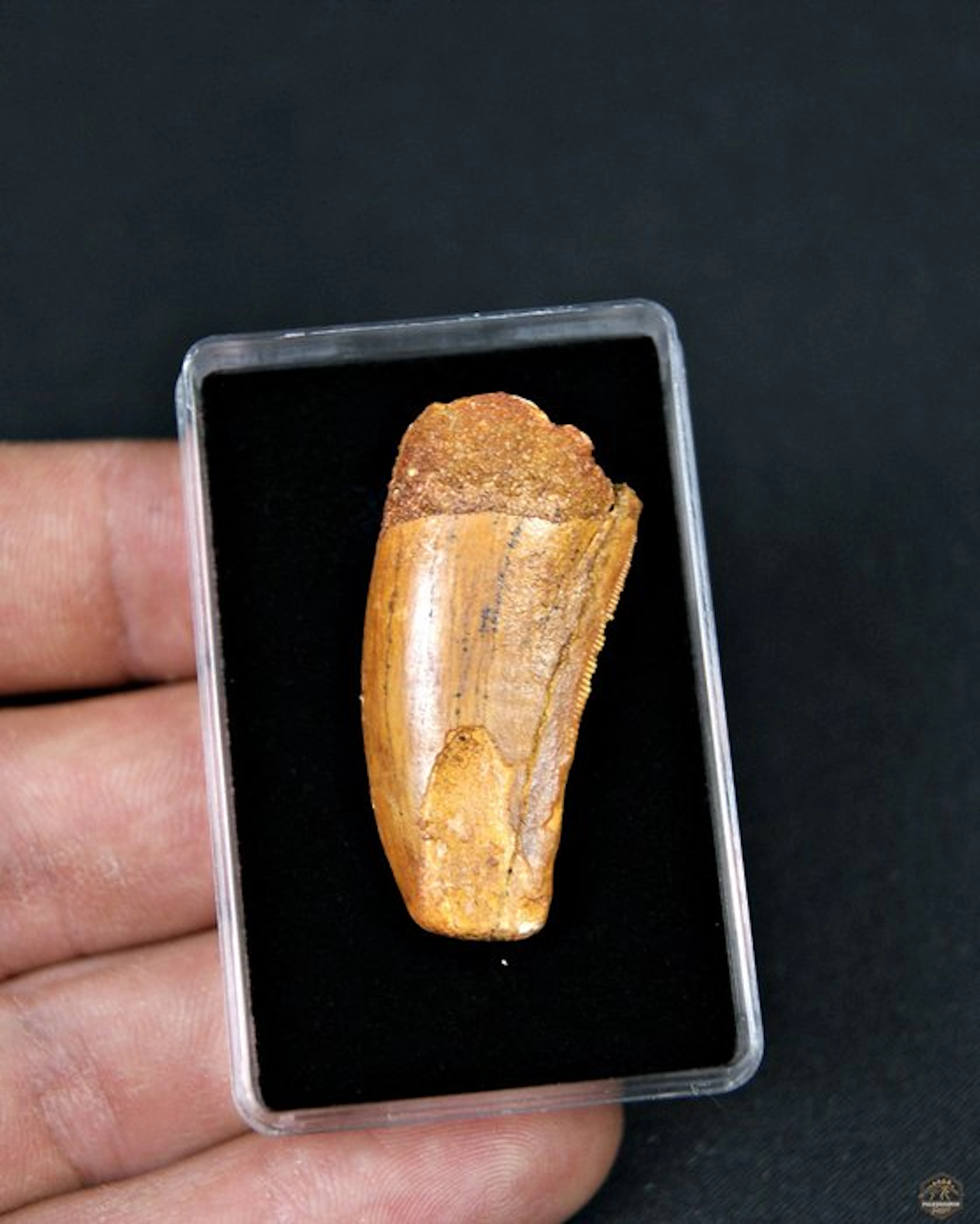 Dinosaur - Fossil tooth - Carcharodontosaurus (No reserve price)