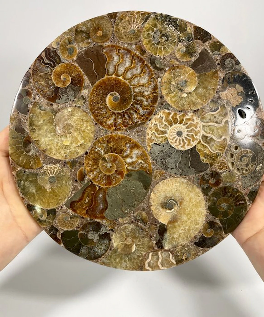Ammonite Fossil Mosaic – 20 cm Decorative Slab with Stand...