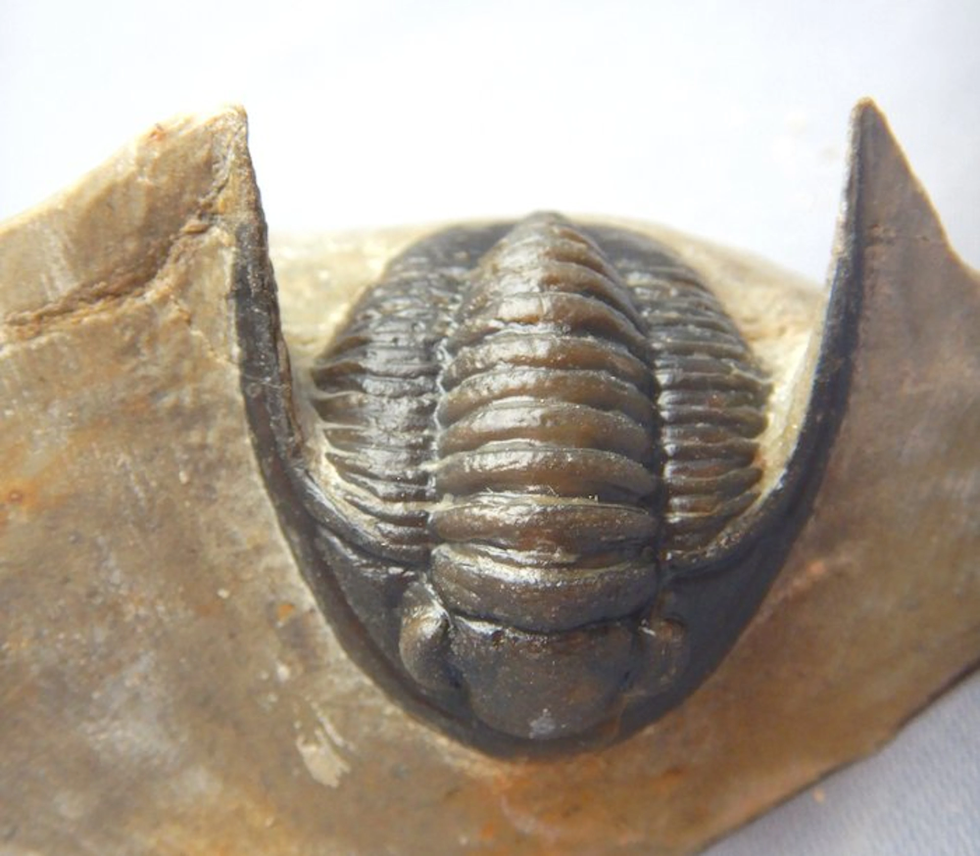 Fossil - Fossil skeleton - Cornuproetus cornutus - 3.7 cm (No reserve price)