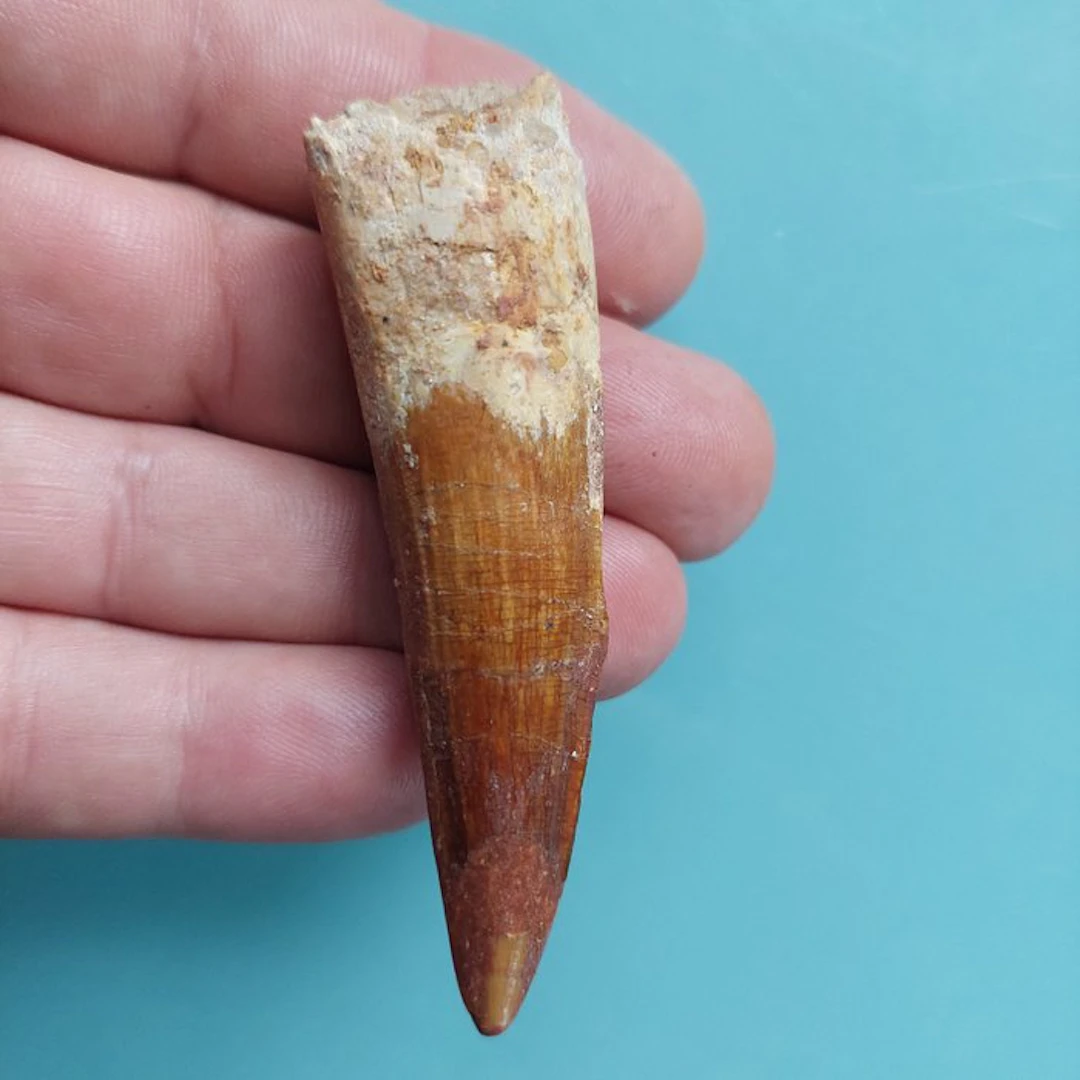 Spinosaur - Fossil tooth - 77 mm - 25 mm
