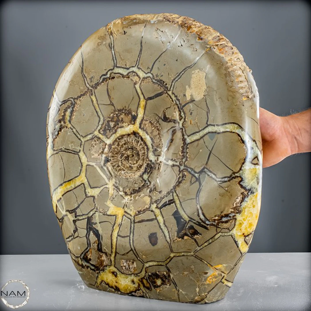 Septarian ammonite – Fascinating natural relic with an...
